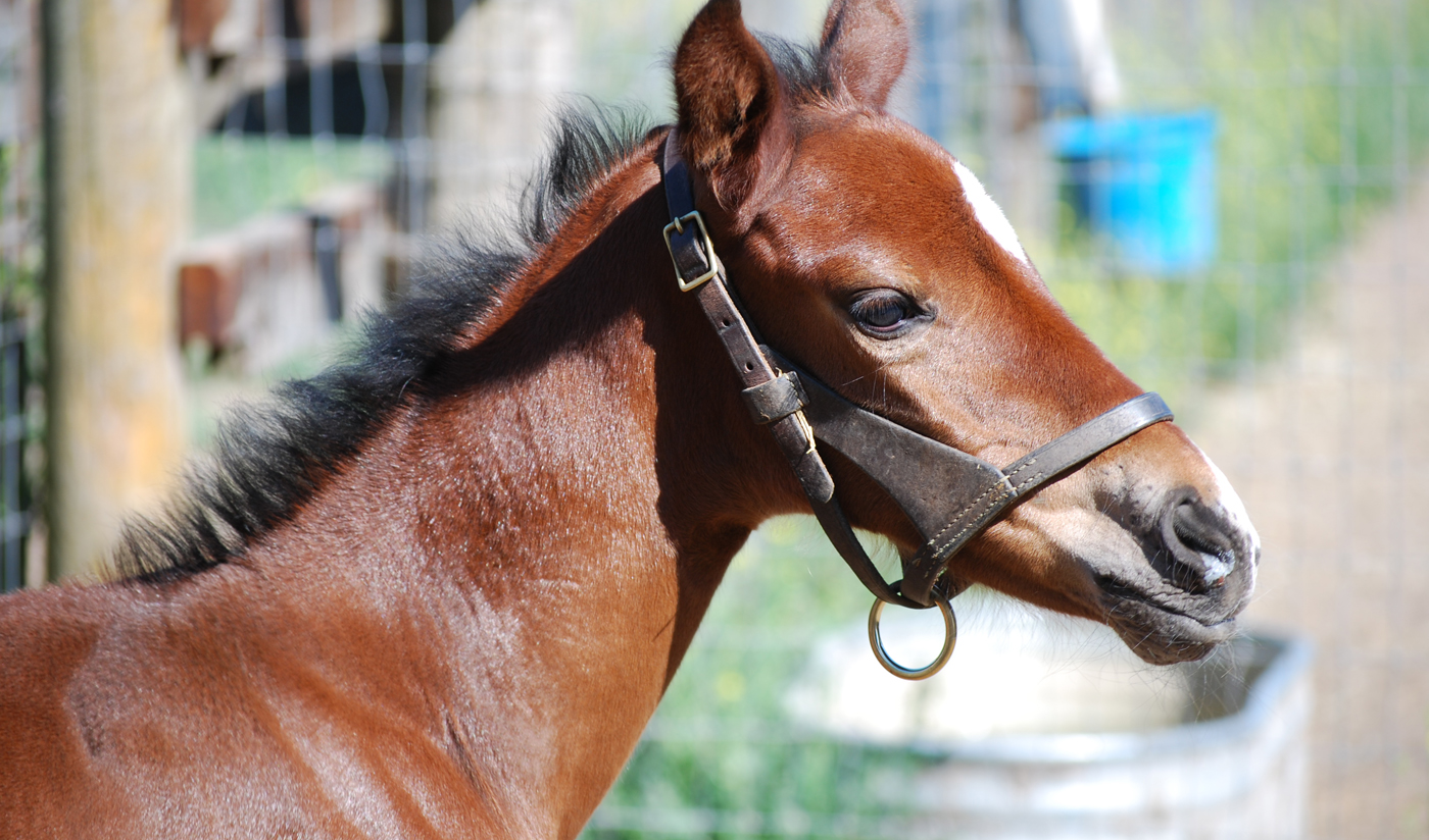 slide #6 – Breeding Program